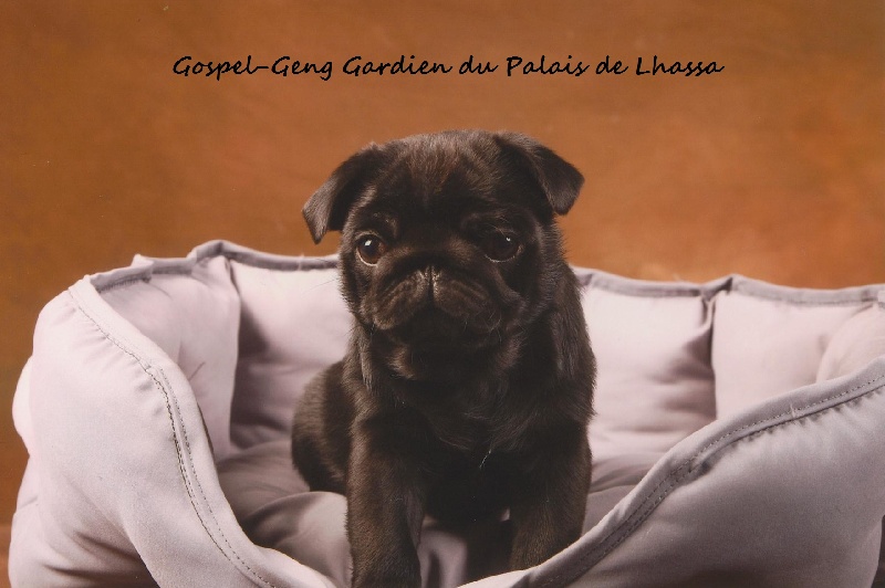 Gospel-geng du gardien du palais de Lhassa
