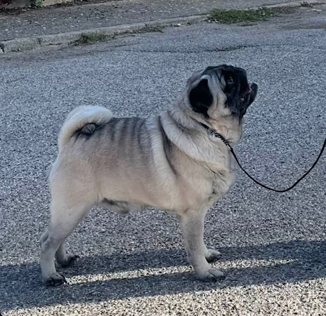 Osman Oncle Topolino du gardien du palais de Lhassa
