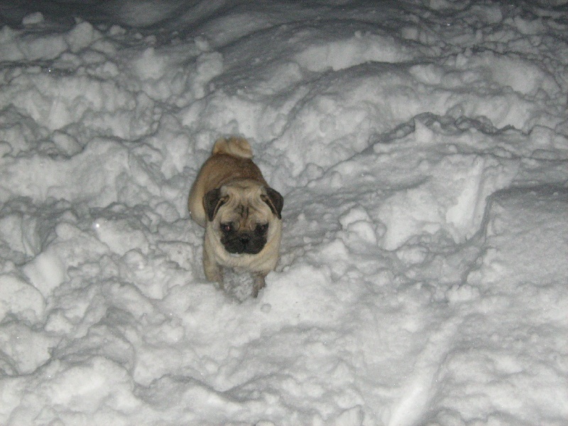 Dans la neige
