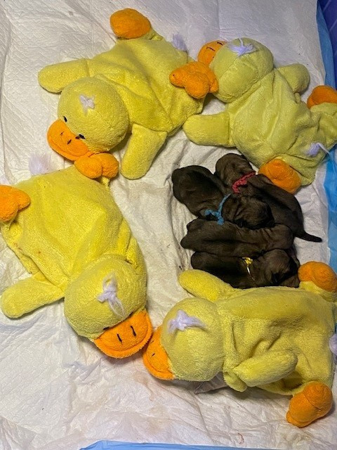 Chiot Carlin du gardien du palais de Lhassa